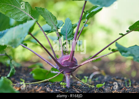 Il tedesco rapa o cavolo rapa (Brassica oleracea) in un orto, Germania Foto Stock