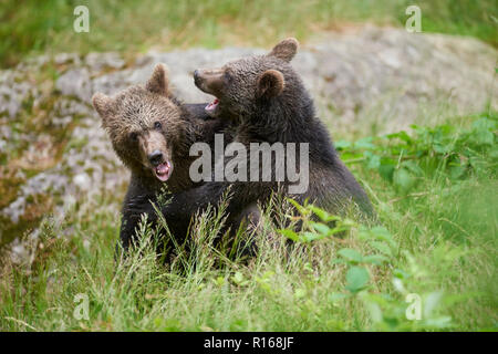 Close-up di due Eurasian l'orso bruno (Ursus arctos arctos), giovani animali giocando in un prato, il Parco Nazionale della Foresta Bavarese Foto Stock