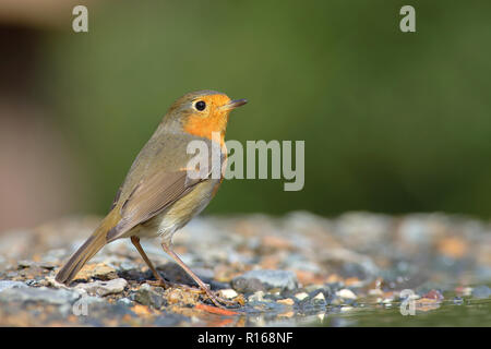 Unione robin (Erithacus rubecula), sta in piedi in una vasca da bagno di uccelli, Siegerland, Nord Reno-Westfalia, Germania Foto Stock