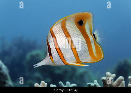 Copperband Butterflyfish (Chelmon rostratus), la Grande Barriera Corallina, Pacifico, Australia Foto Stock