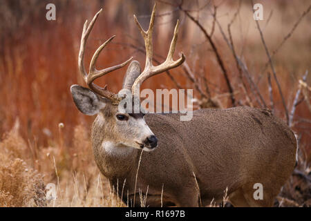 Mule Deer buck in fogliame di autunno con grandi corna di cervo Foto Stock