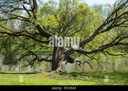 Il vecchio albero di salice vicino al lago Foto Stock