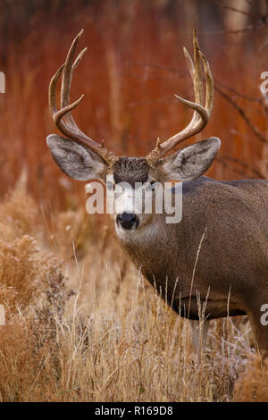 Mule Deer buck in fogliame di autunno con grandi corna di cervo Foto Stock