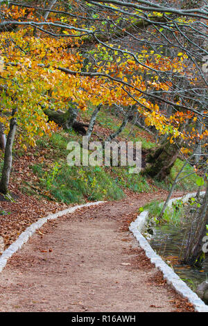 Sentiero in Legno silenzioso di autunno il giorno, Plitvice Foto Stock