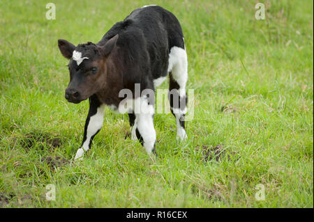 Carino il nuovo nato calf in piedi per la prima volta Foto Stock