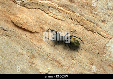 CROCIERA SALTANTE (MYMARACHNE SP.) SALTICIDAE CONOSCIUTO ANCHE COME JUMPING SPIDER VISTO QUI SULLA CORTECCIA DI UN ALBERO. Foto Stock