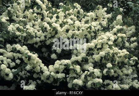VISTA DI UN CESPUGLIO "POPCORN" VIBURNUM PLICATUM, UN GRANDE ARBUSTO DECIDUO CHE FIORISCE A TARDA PRIMAVERA CON POPCORN ROTONDI COME GRAPPOLI DI FIORI. Foto Stock