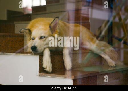 Un triste cane con occhi blu è sui gradini. Dietro il vetro. Foto Stock