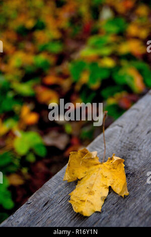 Giallo caduto foglie di acero su una vecchia panca di legno sullo sfondo di foglie colorate di una fragola letto giardino Foto Stock