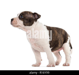 American Staffordshire Terrier cucciolo, 6 settimane di età, contro uno sfondo bianco Foto Stock