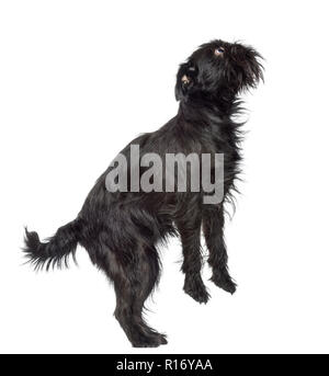 Vista laterale di Griffon Bruxellois, 2 anni, in piedi sulle zampe posteriori e guardando verso l'alto contro lo sfondo bianco Foto Stock
