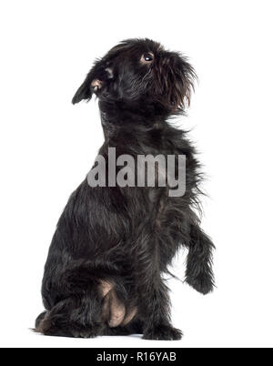 Griffon Bruxellois, 2 anni, seduta con zampa contro uno sfondo bianco Foto Stock