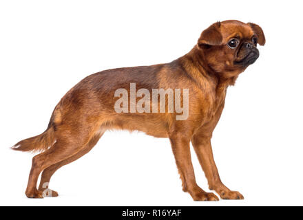 Griffon Bruxellois, 2 anni, guardando lontano contro lo sfondo bianco Foto Stock