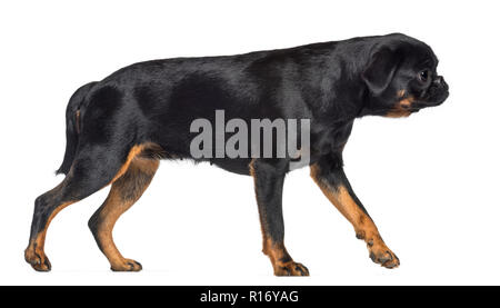 Vista laterale di Griffon Bruxellois, 2 anni, passeggiate contro uno sfondo bianco Foto Stock