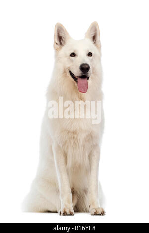 Swiss cane pastore, 5 anni, seduto e ansimante davanti a uno sfondo bianco Foto Stock