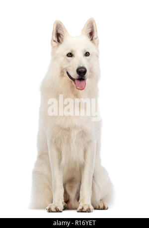 Swiss cane pastore, 5 anni, seduti, ansimando e cercando di distanza di fronte a uno sfondo bianco Foto Stock