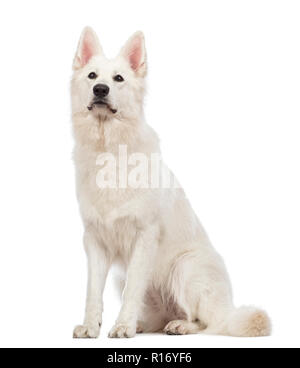 Swiss cane pastore, 5 anni, seduto e guardando in alto nella parte anteriore del fondo bianco Foto Stock
