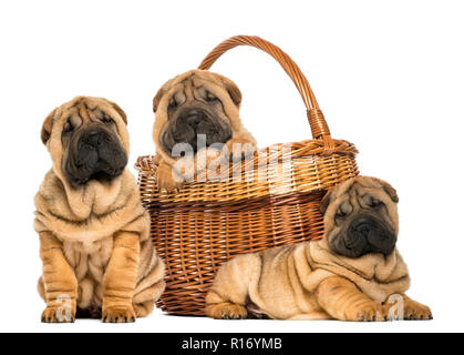 Tre cuccioli Sharpei , seduta, la menzogna e la mette in un cesto di vimini, isolato su bianco Foto Stock
