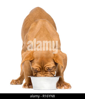 Dogue de Bordeaux cucciolo affacciata e mangiare da un materiale metallico dog bowl, 4 mesi di età, isolato su bianco Foto Stock