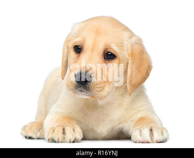 Il Labrador Retriever cucciolo sdraiato, 2 mesi di età, isolato su bianco Foto Stock