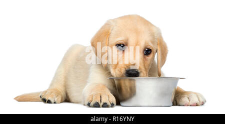 Il Labrador Retriever cucciolo, 2 mesi di età, sdraiato con metallico ciotola del cane, isolato su bianco Foto Stock