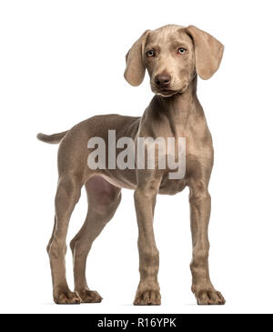 Weimaraner cucciolo, 2,5 mesi, in piedi, isolato su bianco Foto Stock