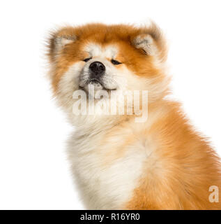 Close-up di Akita Inu, 1 anno di età, isolato su bianco Foto Stock