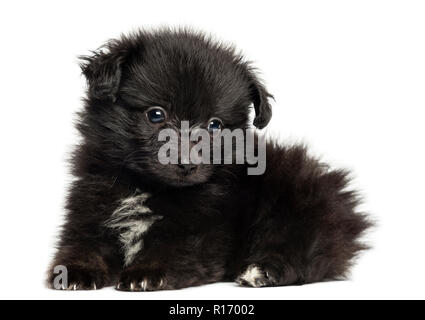 Spitz tedesco cucciolo sdraiato, 8 settimane di età, isolato su bianco Foto Stock