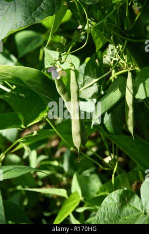 Fagioli Borlotti crescere una pianta di mais nel giardino di casa Foto Stock