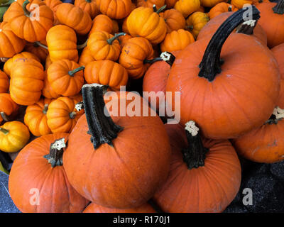 Zucche in miniatura al mercato degli agricoltori su Union Square di New York Foto Stock