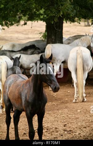 Lipizzani puledro con sua madre e la mandria in un paddock di un prigioniero Foto Stock