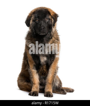 Leonberger cucciolo (8 mesi) Foto Stock