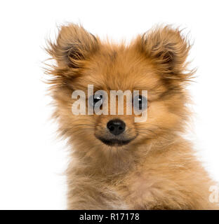 Colpo di testa di un Spitz tedesco cucciolo (3 mesi) Foto Stock