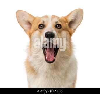 Welsh Corgi Pembroke (7 mesi) Foto Stock