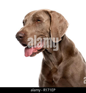 Close-up di Weimaraner (2 anni) davanti a uno sfondo bianco Foto Stock