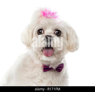 Close-up di Maltese davanti a uno sfondo bianco Foto Stock