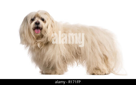 Il Maltese (7 anni) Foto Stock