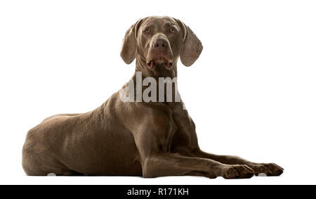 Weimaraner disteso di fronte a uno sfondo bianco Foto Stock