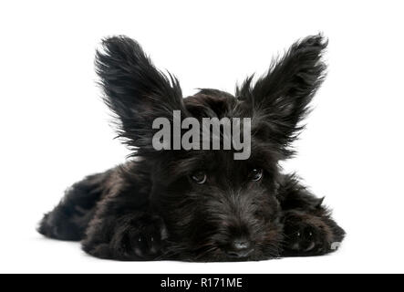 Skye Terrier cucciolo seduto davanti a uno sfondo bianco Foto Stock