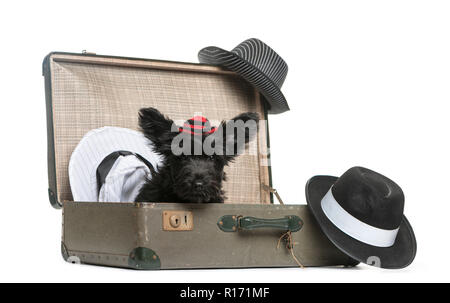 Skye Terrier cucciolo seduto in una valigia di fronte a uno sfondo bianco Foto Stock