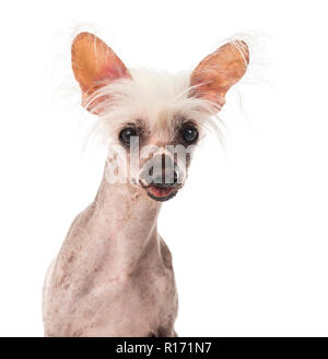Close-up di un cinese Crested cane seduto davanti a uno sfondo bianco Foto Stock
