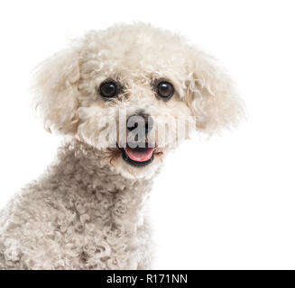 Close-up di Maltese davanti a uno sfondo bianco Foto Stock