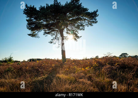 La luce del sole che splende attraverso un albero in Ashdown Forest, East Sussex, Regno Unito Foto Stock