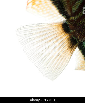 Close-up di un blu discus snakeskin' pinna caudale, Symphysodon aequifasciatus, isolato su bianco Foto Stock