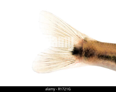 Close-up di un Eurasian minnow caudale della pelle, Phoxinus phoxinus, isolato su bianco Foto Stock