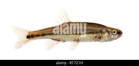 Vista laterale di un Eurasian minnow, Phoxinus phoxinus, isolato su bianco Foto Stock