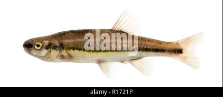 Vista laterale di un Eurasian minnow, Phoxinus phoxinus, isolato su bianco Foto Stock