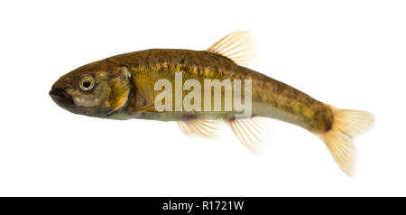 Vista laterale di un Eurasian minnow, Phoxinus phoxinus, isolato su bianco Foto Stock