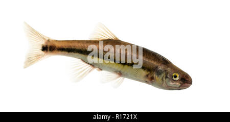 Vista laterale di un Eurasian minnow, Phoxinus phoxinus, isolato su bianco Foto Stock