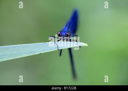Nastrare demoiselle damselfly, Calopteryx splendens Foto Stock